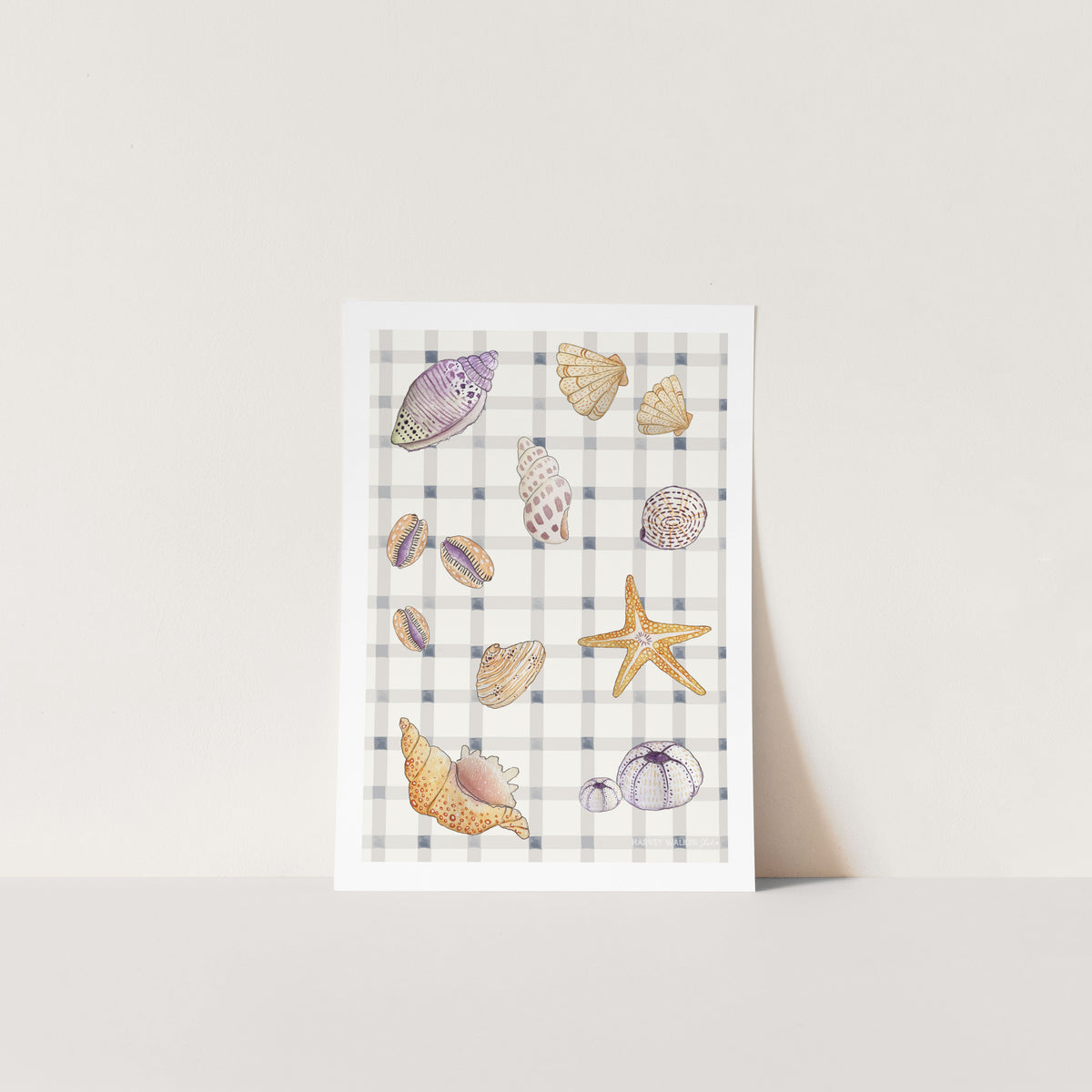 SHELL COLLECTION - Fine Art Print